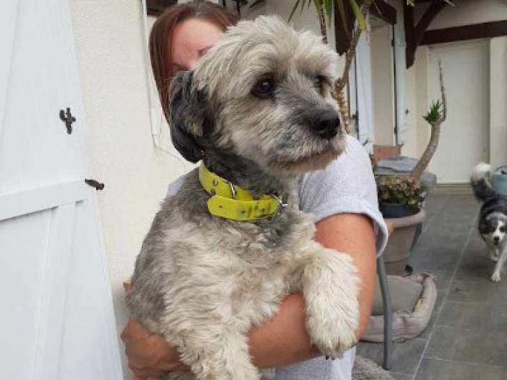 Chien de 12 ans à donner