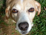 Chienne de 9 ans à adopter