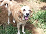 Chienne de 9 ans à adopter