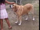 Chienne de 9 ans à adopter