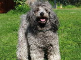 Chien Caniche Nain de 8 ans à donner