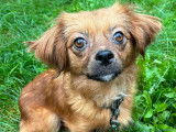 Chienne de deux ans à adopter