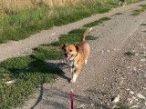 Chien de 2 ans à donner