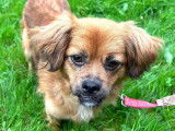 Chienne de 2 ans à donner