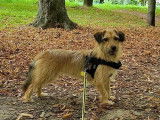 Chienne de 3 ans à donner