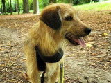 Chienne de 3 ans à donner