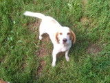 Chienne de 3 ans à donner