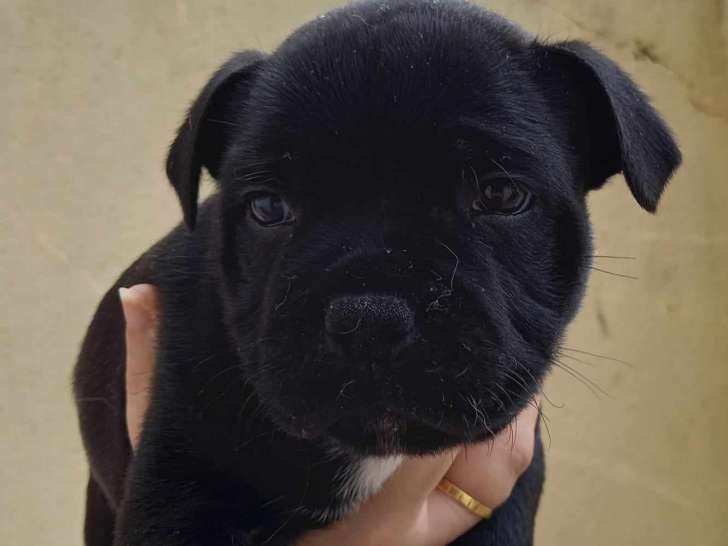 Chiots Staffordshire Bull Terrier disponibles