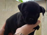 Chiots Staffordshire Bull Terrier disponibles