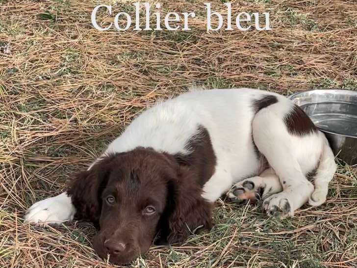 Chiots Münsterländer LOF à vendre