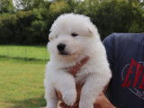 Chiots de race Berger Blanc Suisse à vendre (5 femelles & 3 mâles)