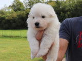 Chiots de race Berger Blanc Suisse à vendre (5 femelles & 3 mâles)