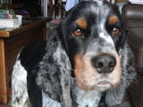 Recherch femelle Cocker pour saillie
