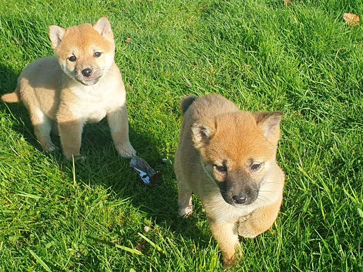Chiots Shiba Inu à vendre