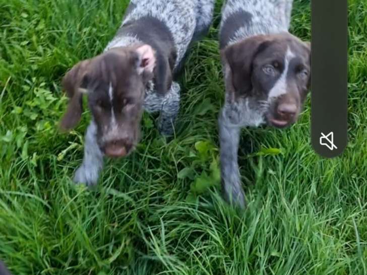 Chiots Drahthaar LOF à réserver
