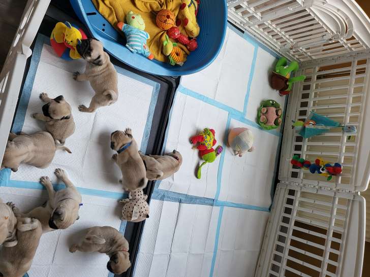 Chiots de race Carlin à vendre (1femelles & 1mâles)