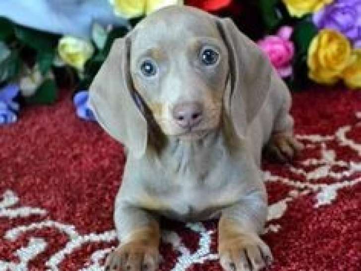 Chiots Teckel à vendre