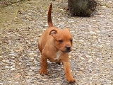 &Agrave; vendre : chiots Staffordshire Bull Terriers de robe rouge (LOF)