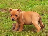 &Agrave; vendre : chiots Staffordshire Bull Terriers de robe rouge (LOF)