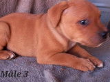 &Agrave; vendre : chiots Staffordshire Bull Terriers de robe rouge (LOF)