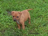 &Agrave; vendre : chiots Staffordshire Bull Terriers de robe rouge (LOF)
