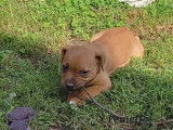 &Agrave; vendre : chiots Staffordshire Bull Terriers de robe rouge (LOF)