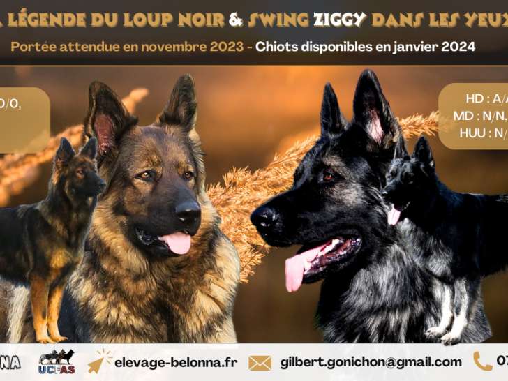 Onna et Ziggy