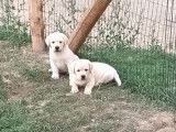 Chiots mâles Labradors beiges (LOF), à réserver