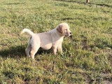 Chiots mâles Labradors beiges (LOF), à réserver