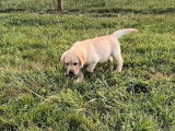 Chiots mâles Labradors beiges (LOF), à réserver