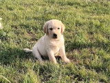 Chiots mâles Labradors beiges (LOF), à réserver