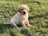 Chiots mâles Labradors beiges (LOF), à réserver