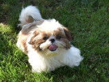 Chiots Shih Tzu mâles tricolores (LOF), à réserver