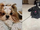 Chiots Shih Tzu mâles tricolores (LOF), à réserver