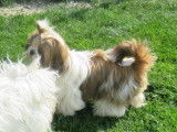 Chiots Shih Tzu mâles tricolores (LOF), à réserver