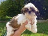 Chiots Shih Tzu mâles tricolores (LOF), à réserver