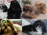 Chiots Shih Tzu mâles tricolores (LOF), à réserver
