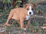 À vendre : chiots Staffordshire Terriers Américains (LOF)