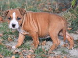 À vendre : chiots Staffordshire Terriers Américains (LOF)