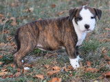 À vendre : chiots Staffordshire Terriers Américains (LOF)