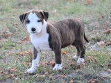 À vendre : chiots Staffordshire Terriers Américains (LOF)