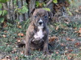 À vendre : chiots Staffordshire Terriers Américains (LOF)