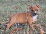 À vendre : chiots Staffordshire Terriers Américains (LOF)
