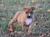 À vendre : chiots Staffordshire Terriers Américains (LOF)