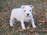 À vendre : chiots Staffordshire Terriers Américains (LOF)