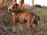 À vendre : chiots Staffordshire Terriers Américains (LOF)