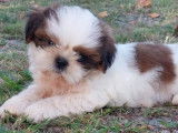 Vente d’un chiot Shih Tzu mâle chocolat et blanc (LOF)