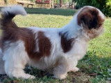 Vente d’un chiot Shih Tzu mâle chocolat et blanc (LOF)