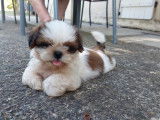 Vente d’un chiot Shih Tzu mâle chocolat et blanc (LOF)