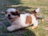 Vente d’un chiot Shih Tzu mâle chocolat et blanc (LOF)